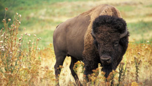 TaTonka Buffalo Image https://www.tatonkare.com/