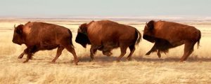 Buffalo Running https://www.tatonkare.com/
