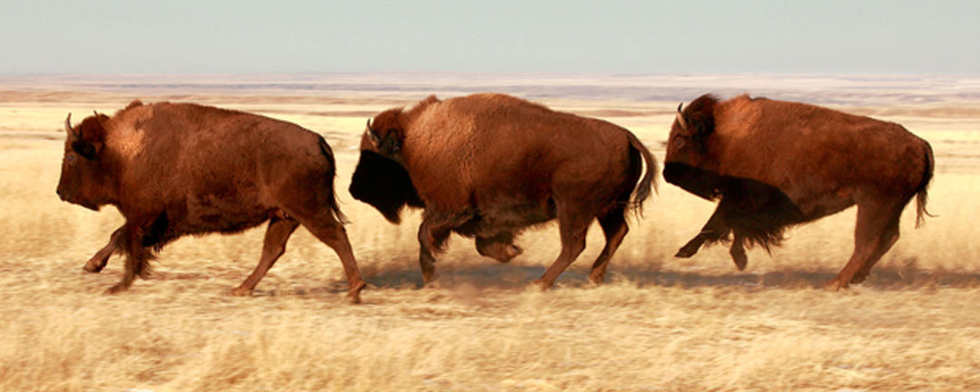 Buffalo Running http://www.tatonkare.com/